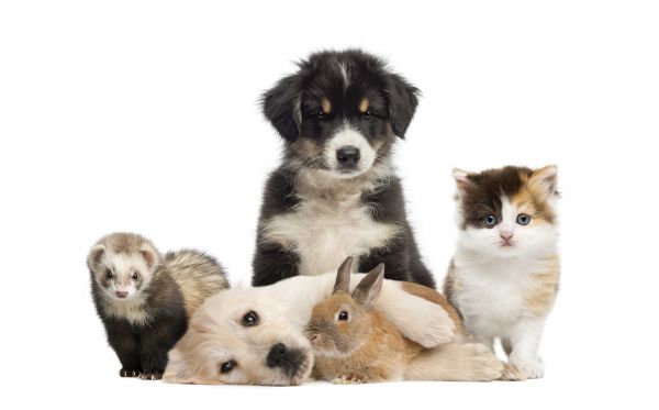 New Braunfels Pets
