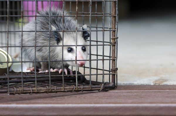 New Braunfels Wildlife Removal