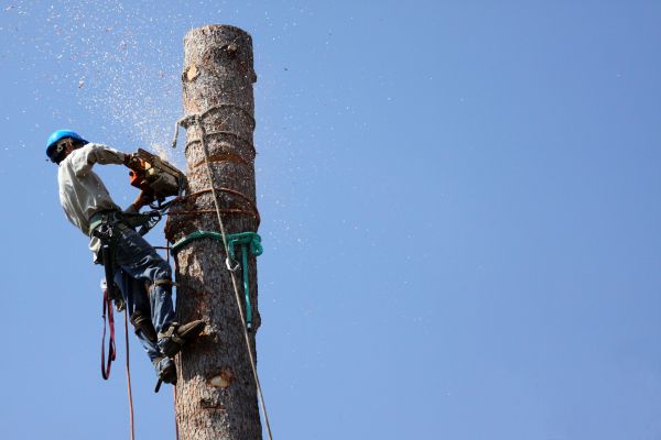 New Braunfels Tree Removal