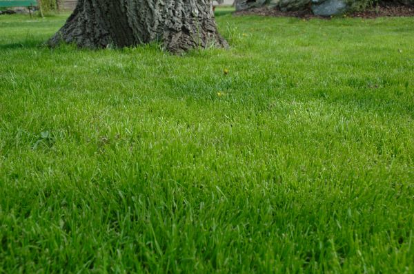 New Braunfels Lawn Treatment